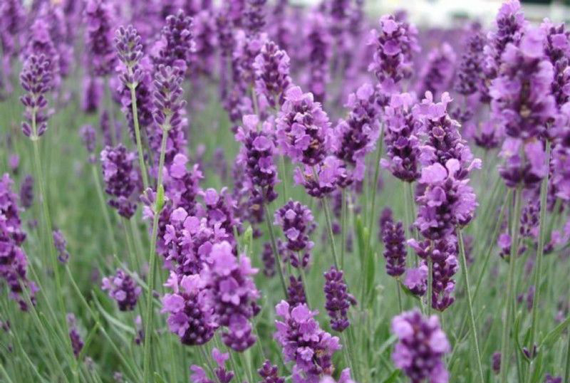 lavender